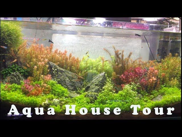 Aquarium House Tour #1 || R.R Aquarium House -Kathmandu|| ️