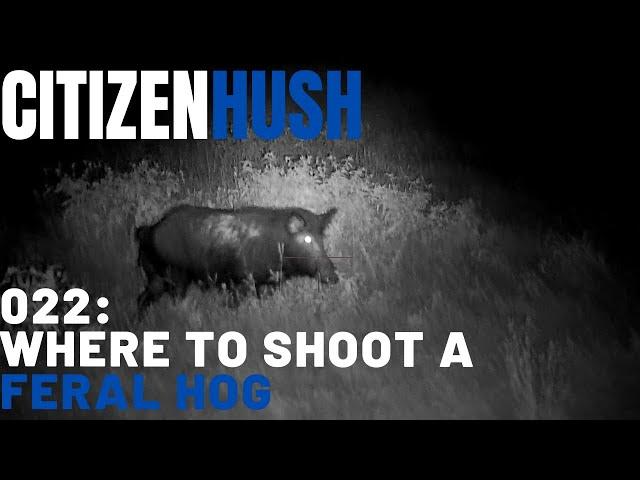 Feral Hog Shot Placement