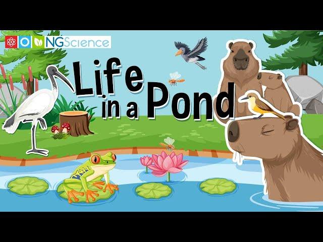 Life in a Pond