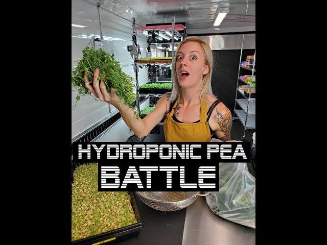 Yellow Pea Microgreens - Hydroponic Battle!