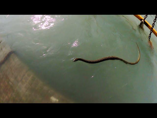 Haridwar | king cobra snake | Ganga Har ki Pauri per Dikha snake | गंगा में दिखा सांप | हर हर महादेव