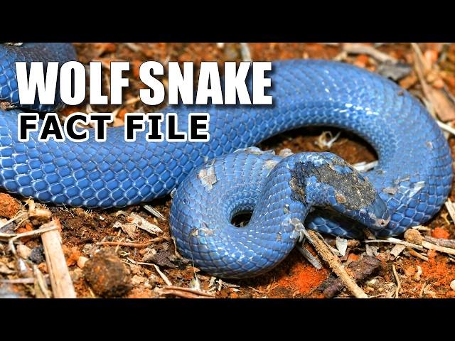 Wolf Snake Facts: the SNAKE with WOLF TEETH  Animal Fact Files