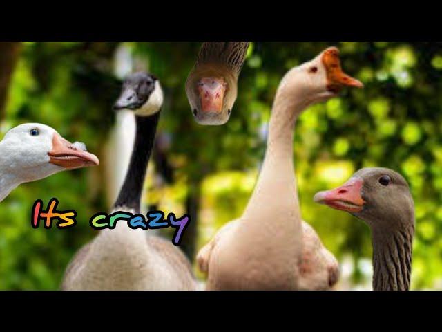 Funny GEESE !!!