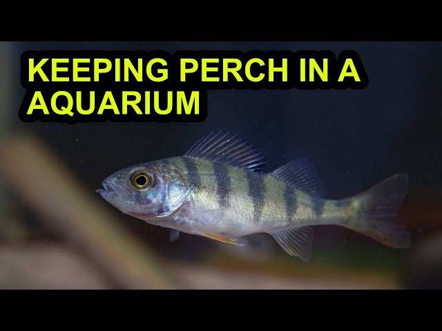 Keeping Perch in a Aquarium (UK)