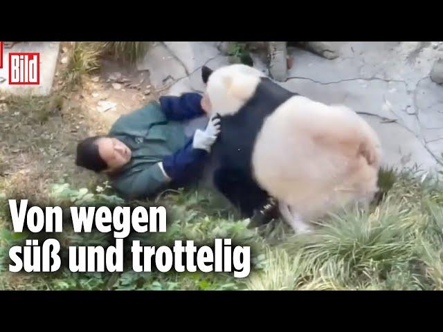 CHINA: Kung-Fu-Panda vermöbelt Pflegerin