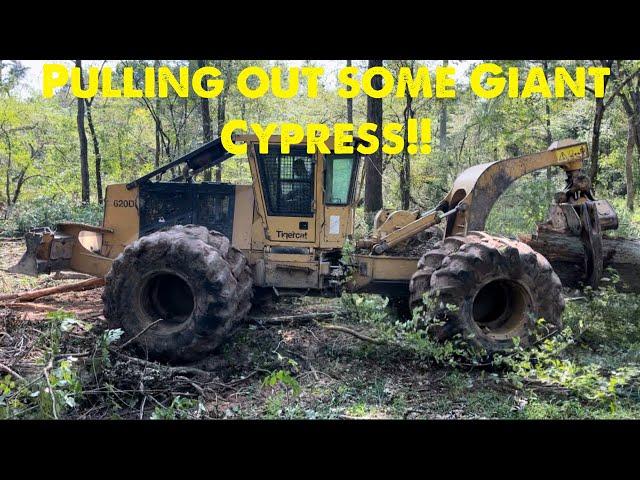 Pulling some giant cypress with the 620D Tigercat!! #swamplogging