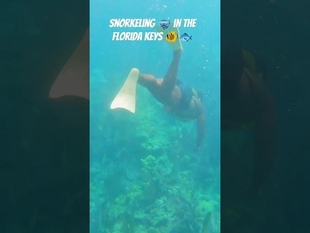 The Best Snorkeling in the FLORIDA KEYS | Looe Key Reef  