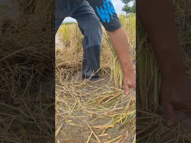 Top fishing! catch fish under straw at field  #shots #Topfishing