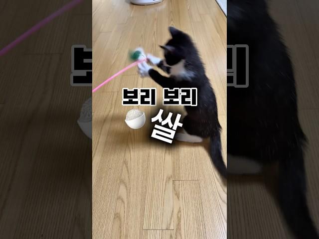 직립보행을 부르는 놀이 #고양이의하루 #오레오래용