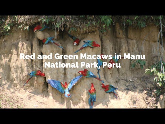 RED AND GREEN MACAWS IN MANU NATIONAL PARK PERU - Birding Peru Trips