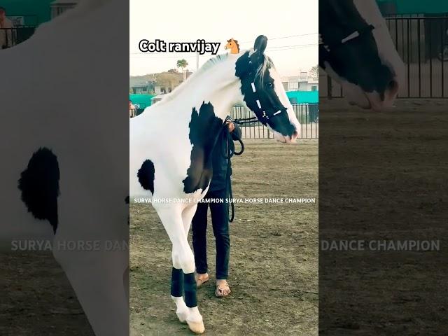 Beautiful ️ marwadi Colt Ranvijay #suryastudfarmbarwani #horse #marwadistallion #marwadihorse