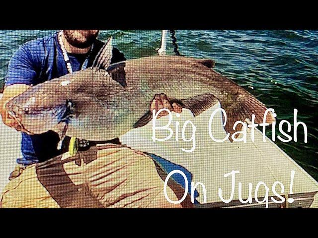 Jug Fishing for Big Catfish! Catch and Cook [[Skiff Update]] Pickle Juice VS Vinegar!