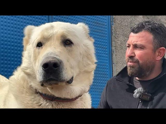 WORLD BIGGEST WOLF KILLER SHEPHERD DOGS | WHITE LIONS