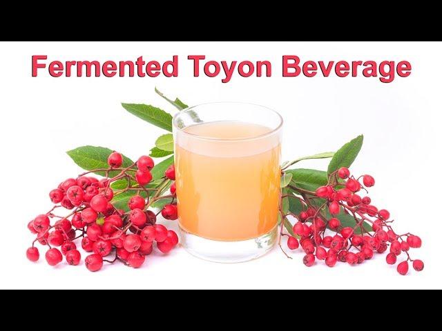 How to make a fermented toyon beverage