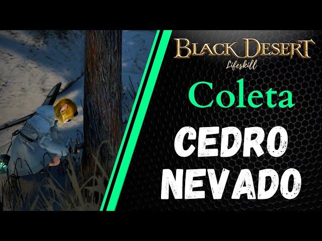 [BDO Lifeskill] Coleta: Cedro Nevado (Snowfield Cedar rotation)