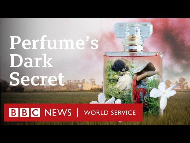 Child labour behind global brands' best-selling perfumes - BBC World Service Documentaries