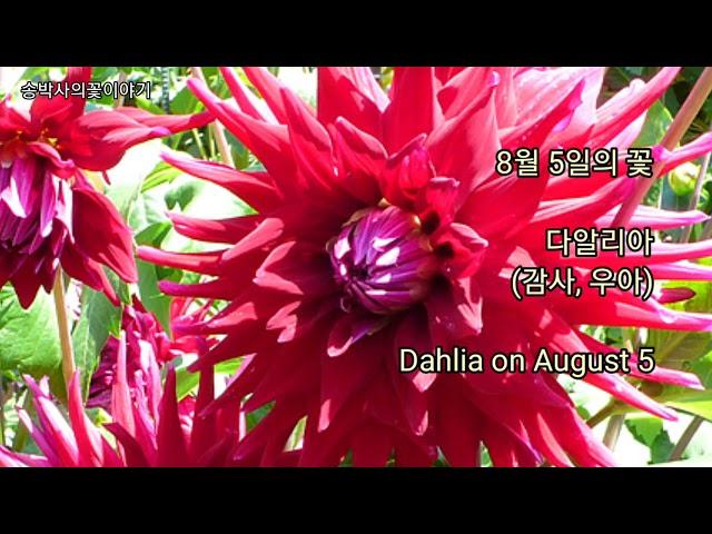 @다알리아(8월5일의꽃) Dahlia on August 5