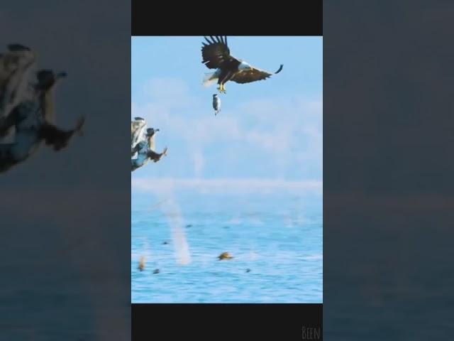 The ultimate hunting prowess of the eagle. #animals #eagle