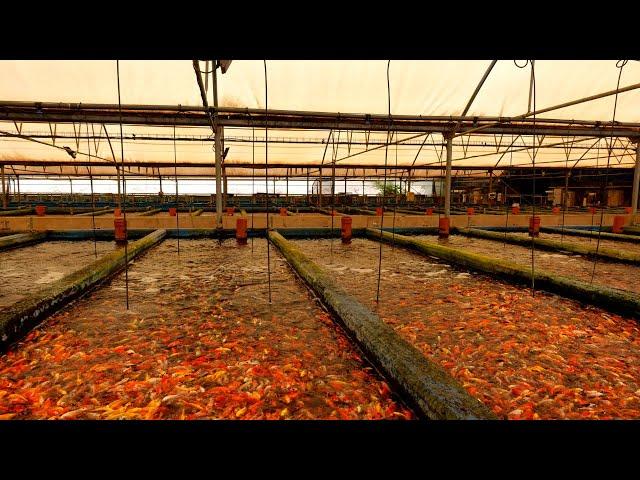 CRAZY! Millions of fish at these farms.