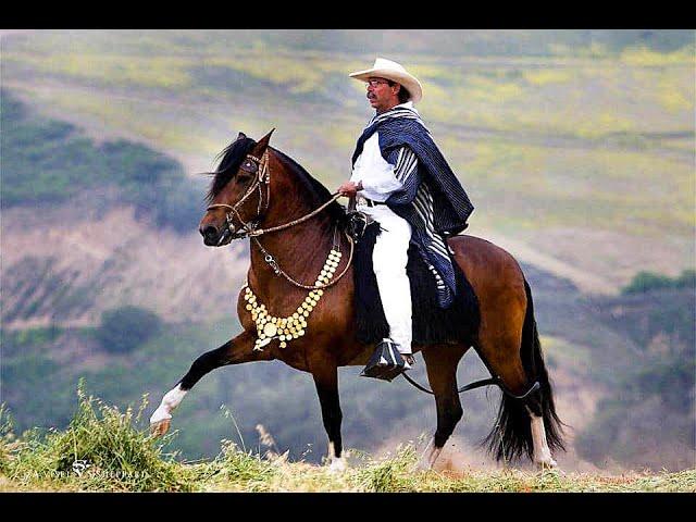 THE PERUVIAN PASO