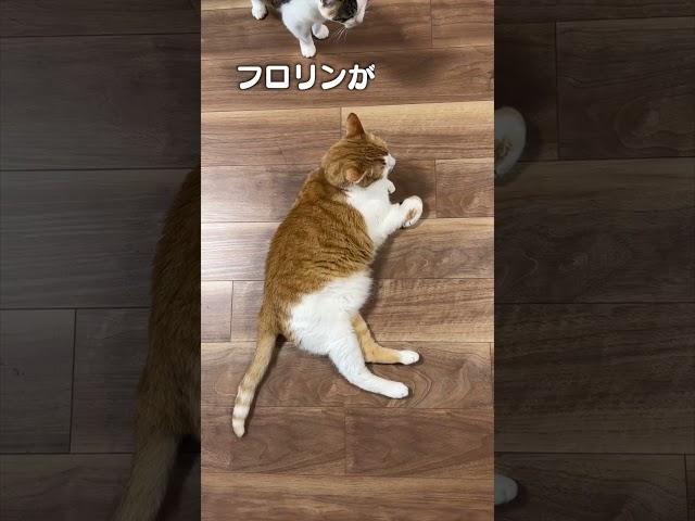 Cat song "Hokape is the sauna, Florin is the cold bath" #HotCarpetWhen it gets hot, it sinks on t...