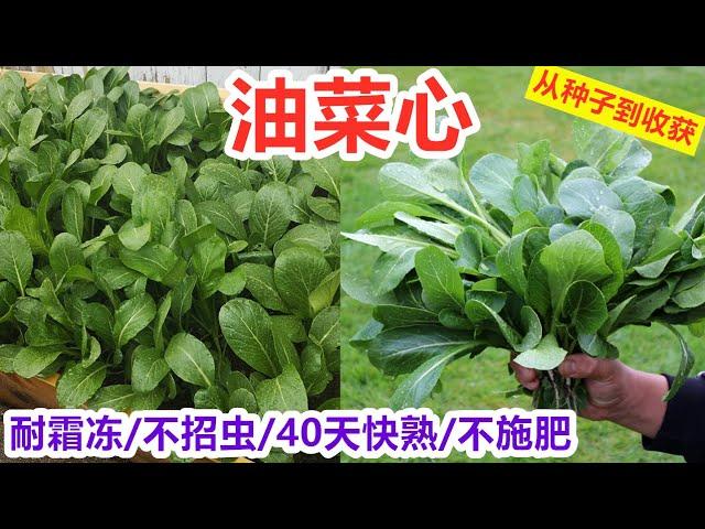 【油菜心/菜心】快手菜, 新手最好种的抗冻菜, 不招虫/不施肥/耐低温, 懒人菜/直播40天就可以采收