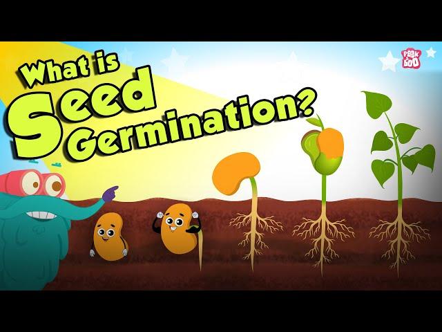 What Is Seed Germination? | SEED GERMINATION | Plant Germination | Dr Binocs Show | Peekaboo Kidz