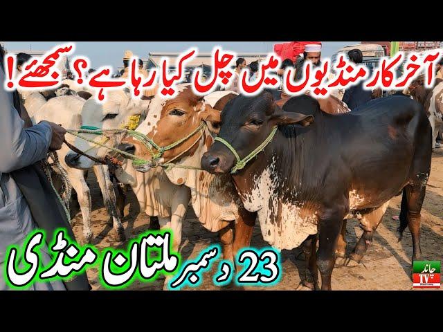 Multan Cow Mandi Fresh Latest Update Video || Cholistani Sahiwal Bachra Mandi || Cow Mandi 2024