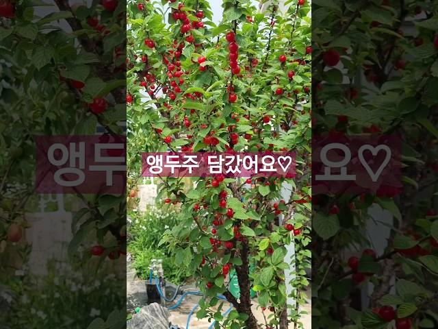 앵두주#말티즈일상 #강아지 #garden #앵두