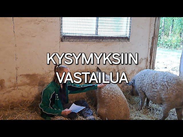 Kysymyksiin vastailua