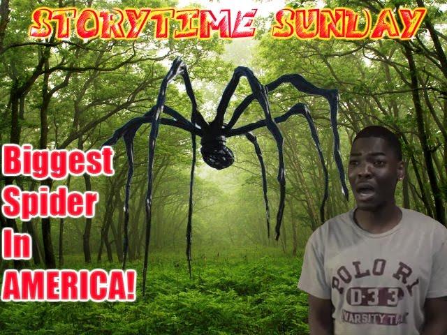 STORYTIME SUNDAY: THE BIGGEST SPIDER IN AMERICA