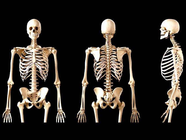 The SKELETAL SYSTEM explained: the bones of the human body (The skeleton)‍