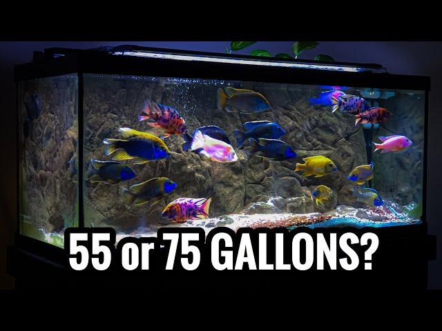 Which African Cichlids for a 55 and 75 Gallon Aquarium?