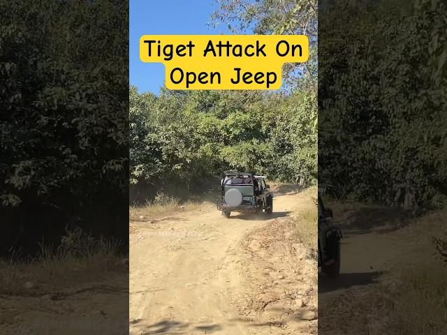 Tiger Attack  On Open Jeep ? Jim Corbett National Park #shorts #jimcorbett #tiger