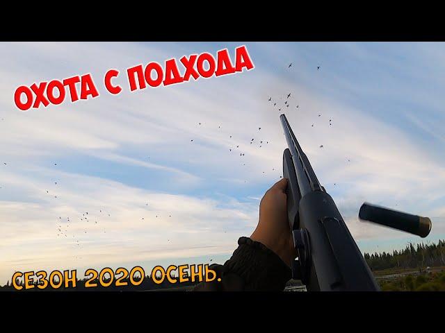 Охота с подхода. Собака утопила камеру. Сезон охоты на уток 2020.  Канонада выстрелов завораживает