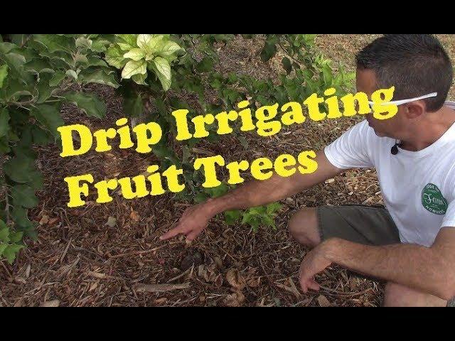 Watering Fruit Trees in the Desert