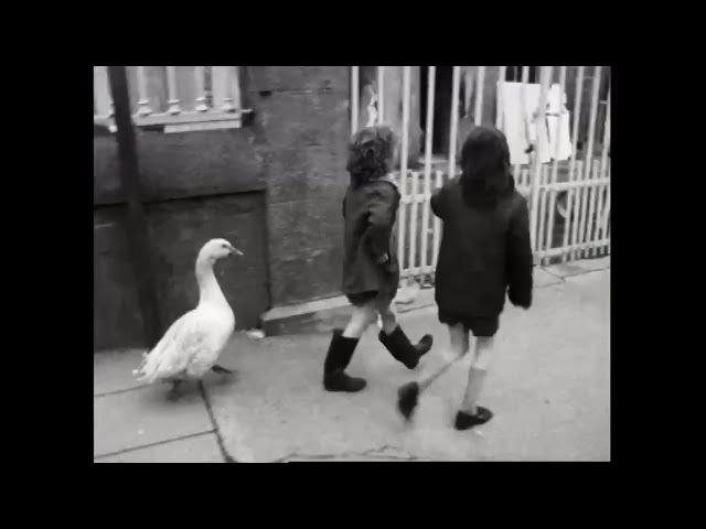 Paddy The Pet Goose, Graiguecullen, Co. Carlow, Ireland 1974