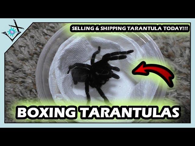 BOXING First Tarantula SALE TODAY!!!【Tarantula Boxing】