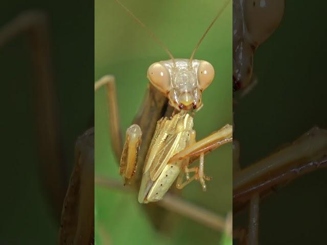 Praying Mantis Facts #3 No Google Required