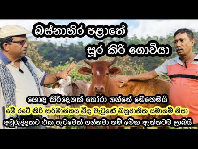 බස්නාහිර පළාතේ සූර කිරි ගොවියා/Rural Dairy Farming Srilanka #livestock #dairyfarming #agro