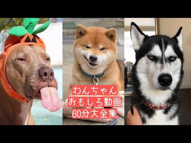 2021 絶対笑える！犬、動物の面白い＆可愛い動画総集編 60分大全集