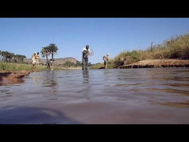 Fish sampling in Tektak river, Assaba, Mauritania