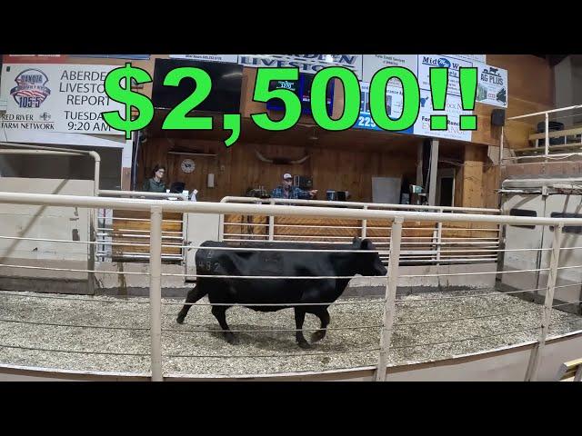 Turning Old Cows Into NEW CASH!!