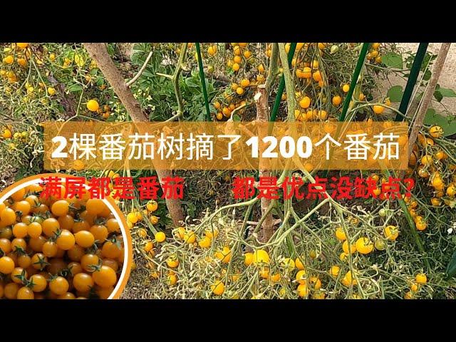 2棵番茄树摘了1200个番茄  满屏都是番茄   都是优点没有缺点吗？