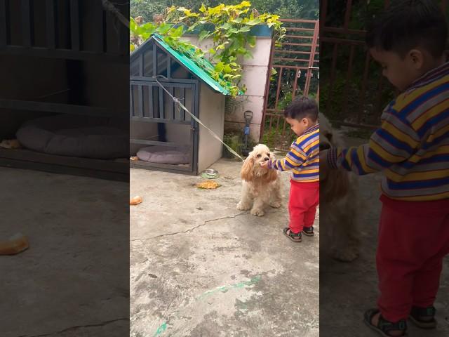 Funny  #viral #dog #cute #shorts