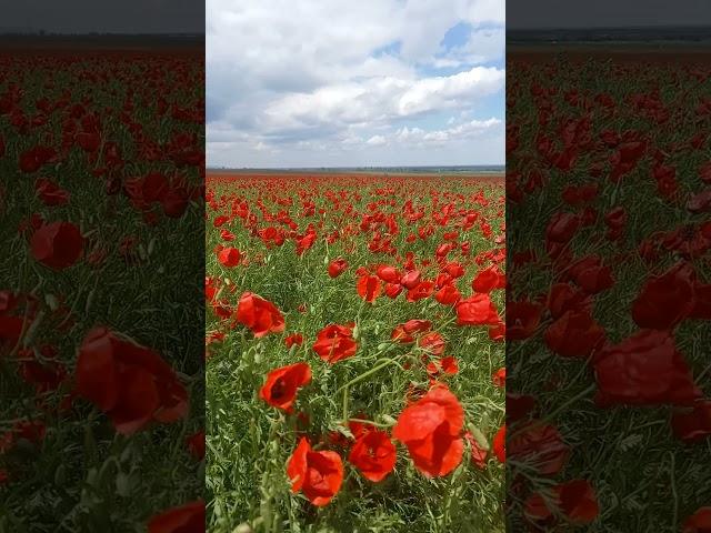Poppies | Dagestan