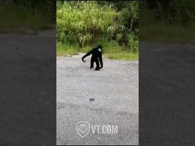 Black Monkey Reunites With His Old Friend PT.18 