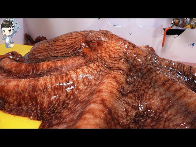 KOREAN STREET FOOD GIANT OCTOPUS DEVIL FISH KOREA SEAFOOD MARKET 포항 송도활어회센터 문어 090321