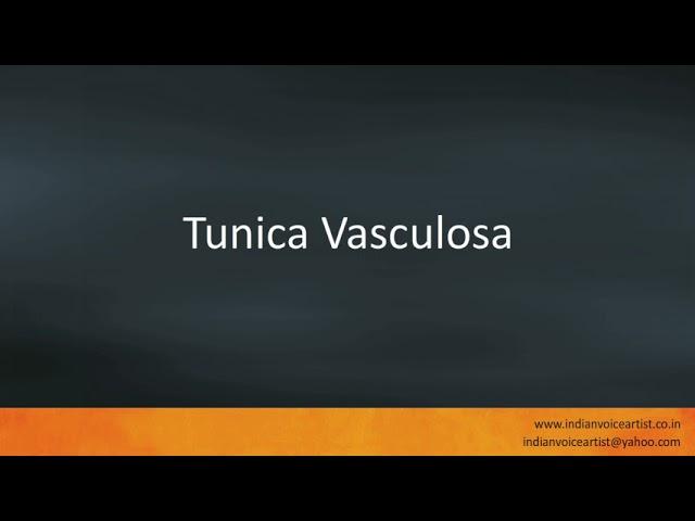 Pronunciation of the word(s) "Tunica Vasculosa".