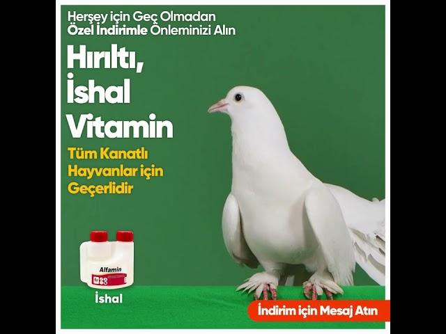 Güvercinlerde İshal Hırıltı ve Vitamin Eksikliği